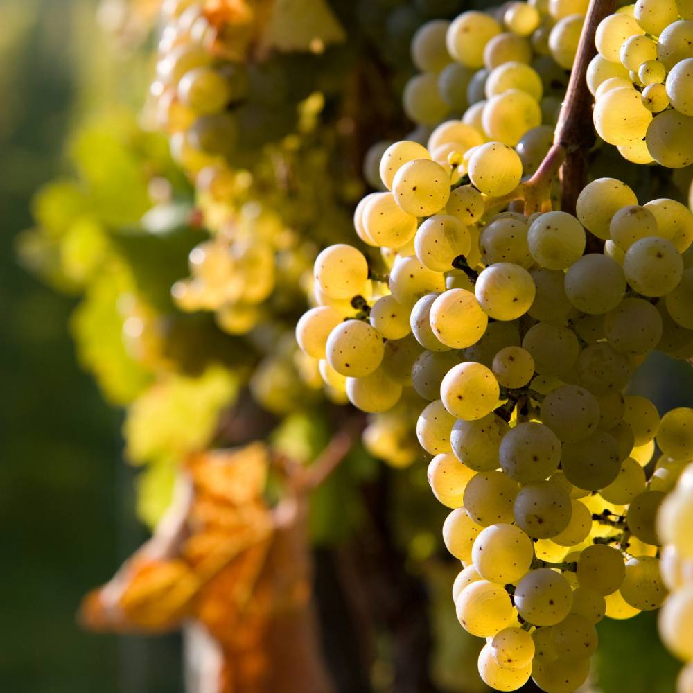 Welschriesling Südsteiermark DAC 2024