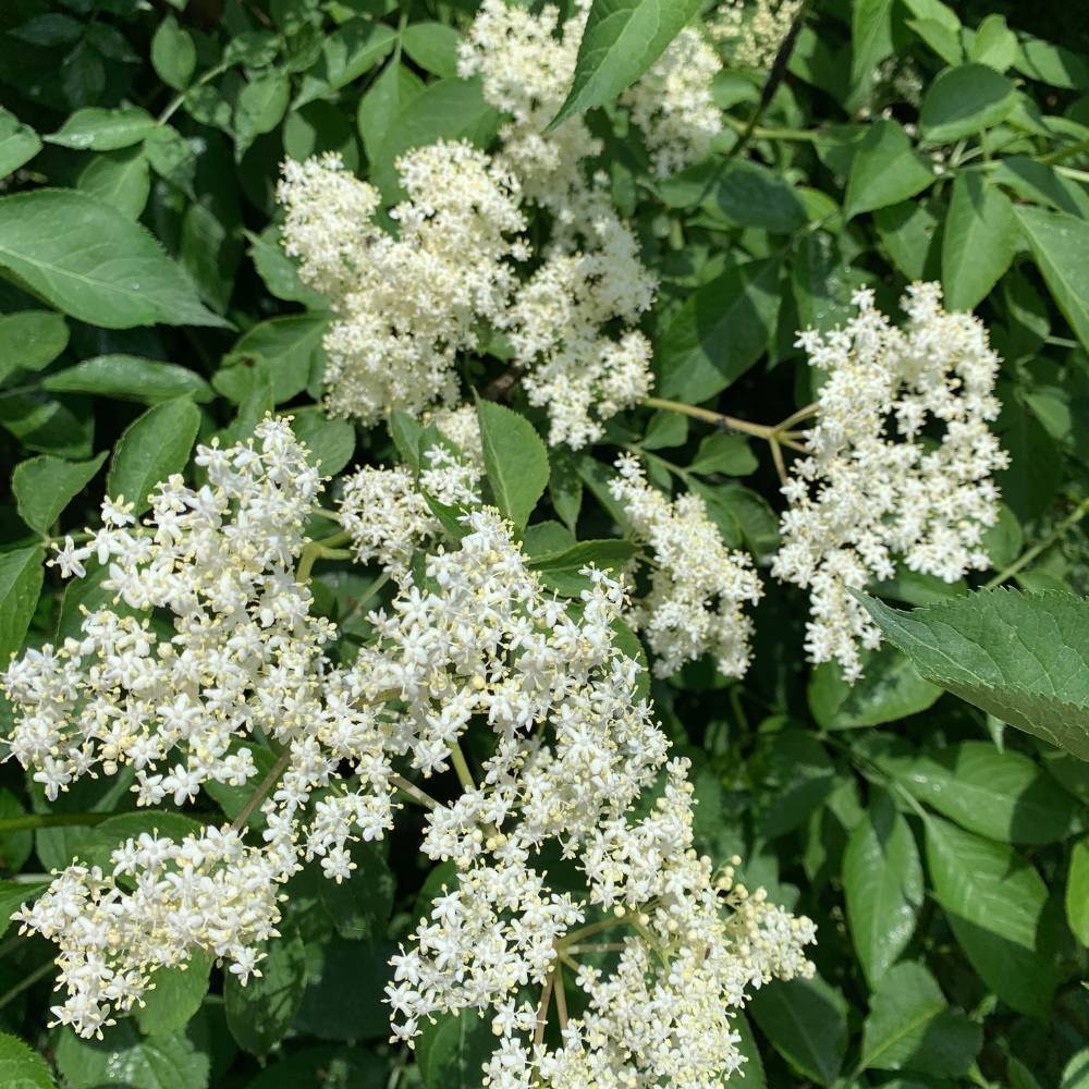 Holunderblütensirup